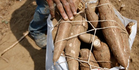 Le manioc, une denrée rare au Gabon