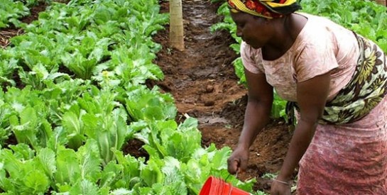 Les femmes, piliers du développement de l`agriculture en Afrique